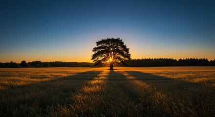 Golden Hour Silhouette: Lone Tree Casts Long Shadow Across Sunlit Field at Dusk