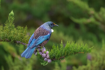 Native New Zealand Tui feeing