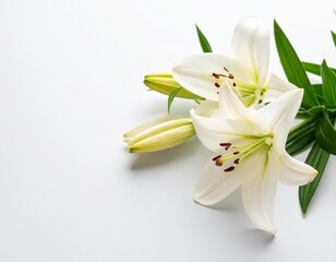 Pure Lilies: A serene visual symphony unfolds as pristine white lilies elegantly showcase their beauty against a backdrop of vibrant green leaves, invoking a sense of freshness and purity. 