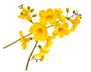  Yellow Tabebuia Branch with Multiple Blooms and Buds Isolated on White