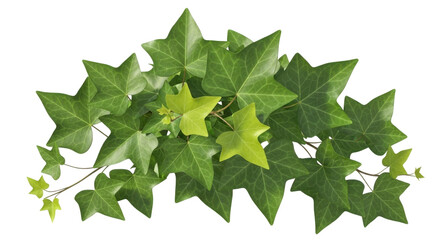 Photo of lush green ivy vine with vibrant leaves isolated on transparent background