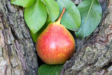 Fresh natural fruit in the garden. A natural pear against the background of an old pear tree.