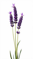 Obraz premium A Breathtaking Display of Lavender Flowers with Delicate Purple Blooms Against a Clean White Background, Showcasing Nature's Elegance and Serenity