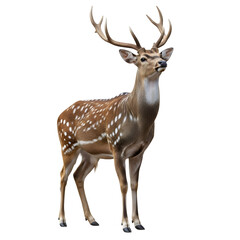 Fototapeta premium Majestic spotted deer with impressive antlers stands alert, showcasing natural beauty and wild grace