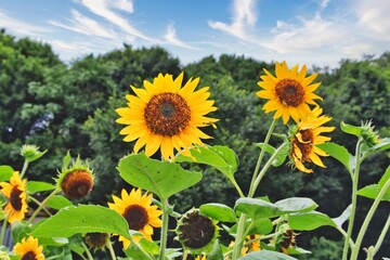 Fototapeta premium ヒマワリの花