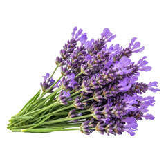 Fototapeta premium A beautiful bunch of vibrant purple lavender flowers with green stems, perfect for aromatherapy, decoration, or natural beauty product designs.