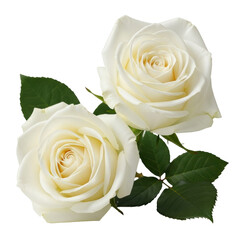 Fototapeta premium A delicate pair of fresh white roses with vibrant green leaves, perfect for expressing love, purity, sympathy, or celebrating special moments.