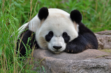 Obraz premium A very cute black and white panda is lying on the rock, with its head resting against its belly