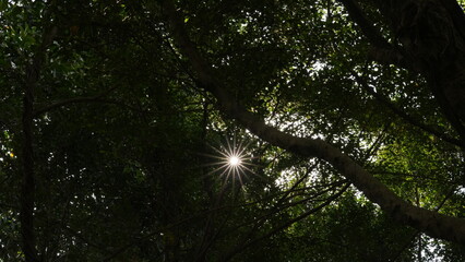 Sunlight filtering through a dense canopy of green leaves and tree branches in a forest. The sun creates a starburst effect, with distinct rays radiating outwards, illuminating parts of the foliage.