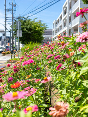 道路沿いの花壇に咲いた百日草の花