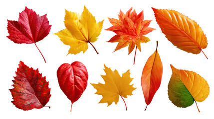 Obraz premium Autumn's Artistic Array: A vibrant collection of fallen leaves, each displaying a unique shape and an autumnal palette. This photorealistic image captures the beauty and diversity of the season.