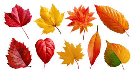 Autumn's Artistic Array: A vibrant collection of fallen leaves, each displaying a unique shape and an autumnal palette. This photorealistic image captures the beauty and diversity of the season.