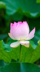 Obraz premium A partially bloomed pink lotus flower with visible petals and stem, set against a backdrop of large green leaves
