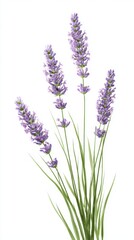 Fototapeta premium Elegant Lavender Flower Stems on White Background CloseUp Botanical Beauty, Purple Blossoms and Green Leaves