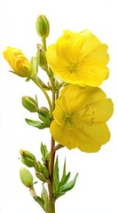 Elegant Yellow Evening Primrose Blossom and Buds on Stem, Isolated on White Background