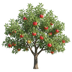 Apple Tree with Ripe Red Apples and Green Leaves on Black Background fruit tree