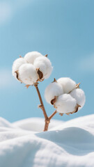 Full fluffy cotton on the cotton fabric