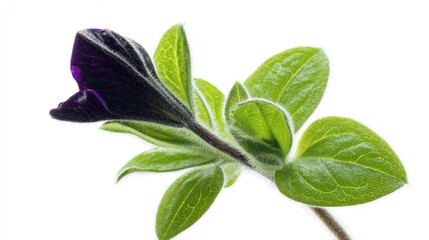 Velvet Petunia Bloom with Vibrant Green Leaves Macro on a White Backdrop