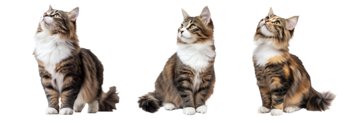 Furry Cat Set Isolated on Transparent Background. PNG.