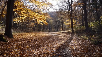Obraz premium Autumn forest path bathed in sunlight