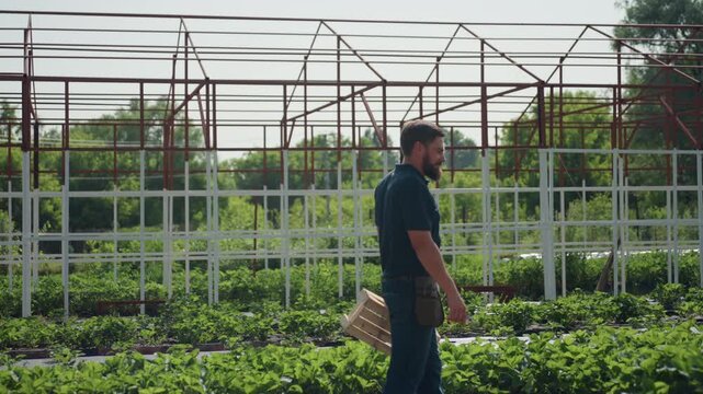 side view of farmer walking through crop field carrying crate and plier inspecting plants near metal frame structure in rural garden scene summer sunlight on rows of green growth