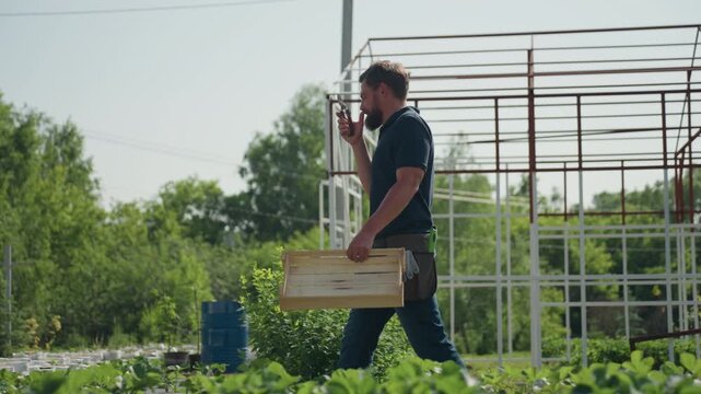 close up green leaves in foreground with side view of horticulturist walking past metal frame structure carrying crate and plier while rubbing nose during plant inspection on sunny rural field