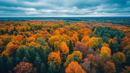 Autumn forest vista, vibrant colors from above