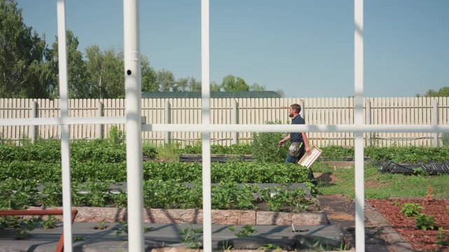 side view of agronomist walking with wooden crate near green crop rows through white frame on sunny day pausing to survey growth and carry tools for field maintenance