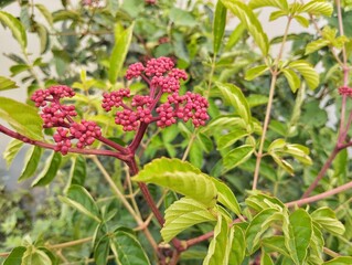 West indian holly flower (Leea guineensis ) in outdoor garden 