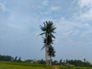 Fototapeta premium Tall coconut trees stand against a bright blue sky with scattered clouds, overlooking a distant green landscape.