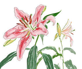 PNG Lily flower plant