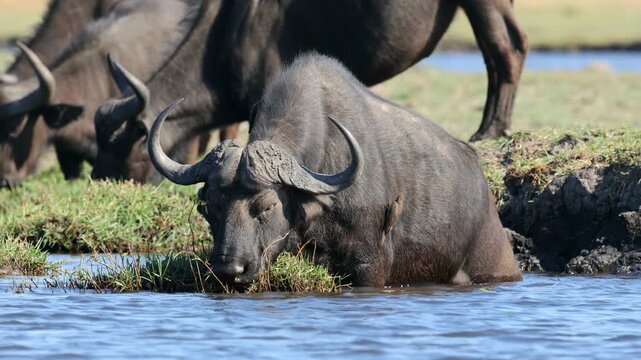 An African buffalo (Syncerus caffer) feeding in river, Chobe National park, Botswana
