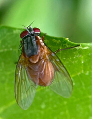 fly on green leaf