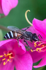 bee on pink flower
