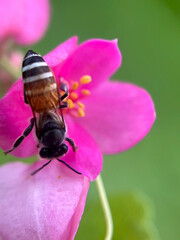 bee on pink flower