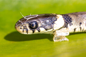 Kurz nach dem Schlupf häutet sich die Ringelnatter
