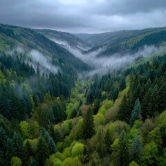 Fototapeta premium Misty valley, lush forests