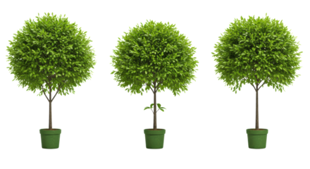 green trees in a pot isolated