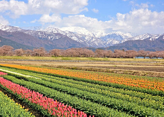 The natural landscape photo with flowerbed, trees, park, snow mountain in Nagoya Japan