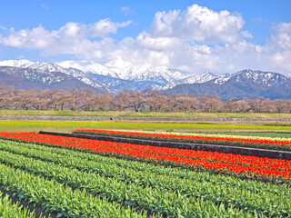 Natural landscape photo with flowerbed, trees, park, snow mountain in Nagoya Japan