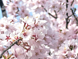 The pink sakura flowers, cherry blossom trees in Nagoya Japan