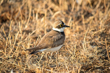 Little Ringed Plover (Charadrius dubius). Little Ringed Plover resting or camouflaged among dry grasses during autumn migration. Bird, animal idea concep. Ornithology.