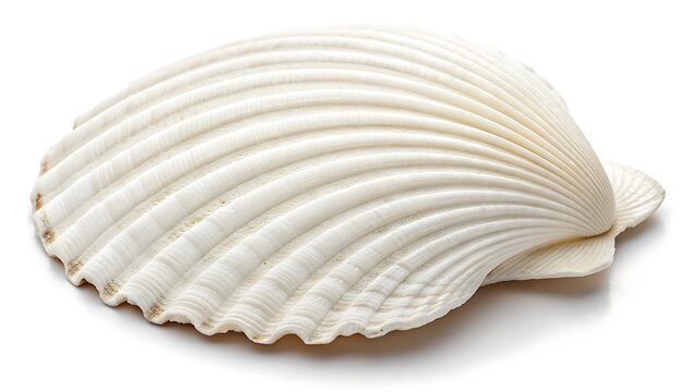 White scallop seashell isolated on white background with ribbed marine texture
