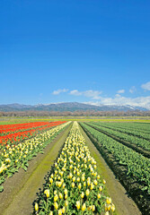 Natural landscape photo with colourful flowerbed, trees in Nagoya Japan