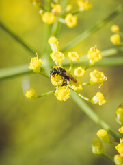 A Yellow-faced bee feeding on a fennel flower (Hylaeus)