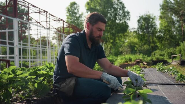 Side view farmer squatting in raised beds uses hand cultivator to loosen soil around young strawberry plants, gloved hands focused on careful weeding during sunny summer