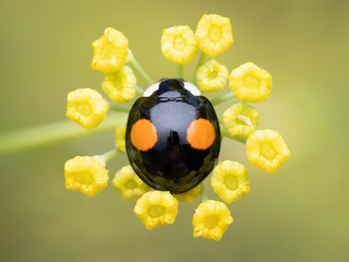 A black two spot harlequin ladybird on a fennel plant (Harmonia axyridis)