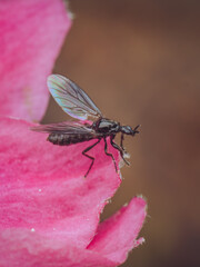 A close-up of a St Mark's Fly (Bibio marci)