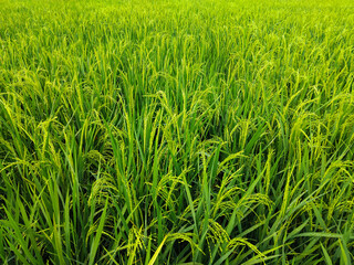 Close up of lush green rice plants with grains starting to mature in a vibrant paddy field.