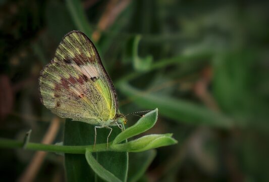 Close-up of a Small Salmon Arab (Colotis amata) butterfly perched on a green leaf, showcasing intricate wing patterns in earthy tones of yellow brown and green.
